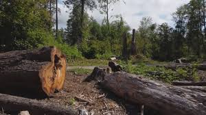Best Lot and Land Clearing  in Langhorne, PA