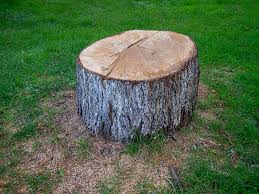 Best Tree Maintenance Programs  in Langhorne, PA