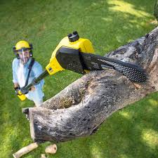 Best Tree and Shrub Care  in Langhorne, PA