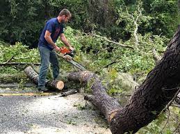Best Arborist Consultation Services  in Langhorne, PA