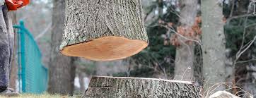 Best Emergency Tree Removal  in Langhorne, PA