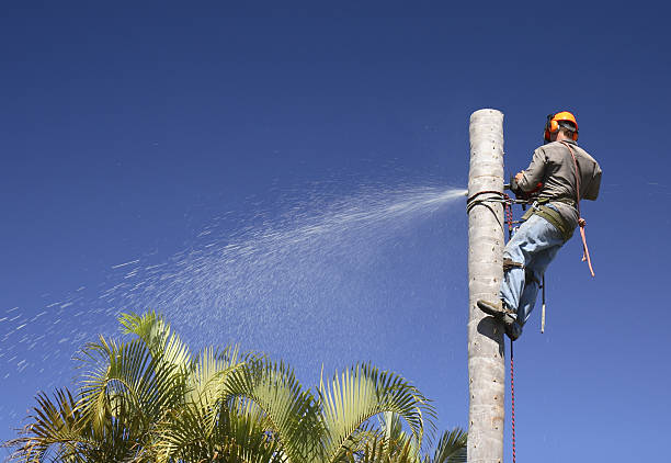 Best Tree Preservation Services  in Langhorne, PA