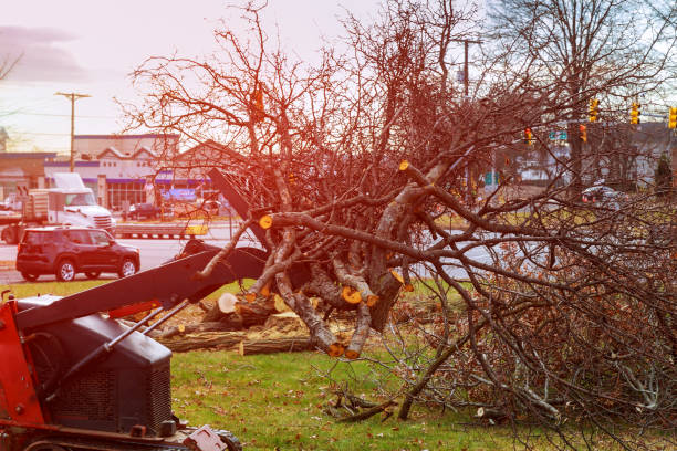  Langhorne, PA Tree Care Pros