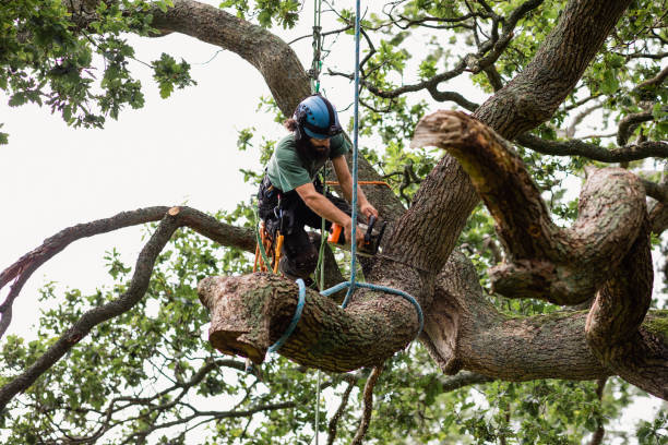 Best Firewood Processing and Delivery  in Langhorne, PA