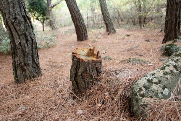 Best Tree Removal  in Langhorne, PA