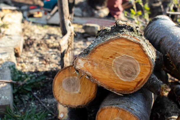 Best Tree Health Inspection  in Langhorne, PA