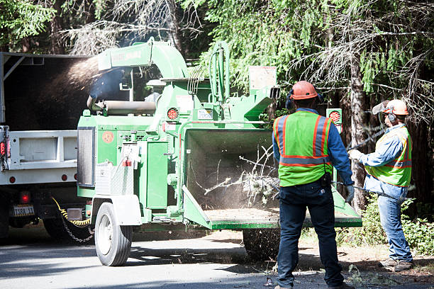 Best Tree Mulching  in Langhorne, PA