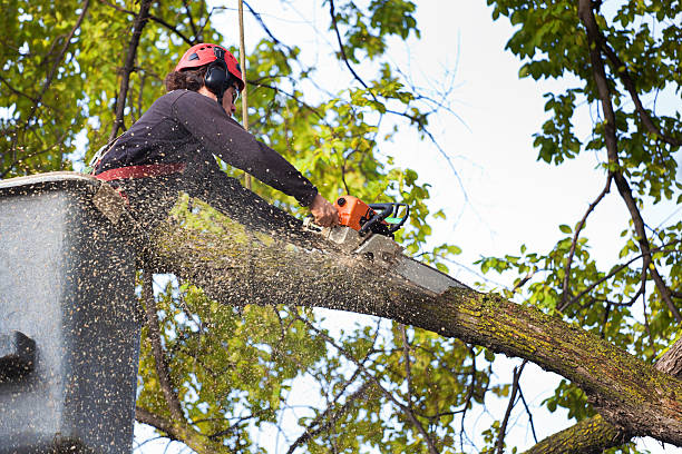 Lawn Watering Services in Langhorne, PA