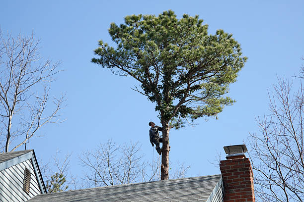 How Our Tree Care Process Works  in  Langhorne, PA