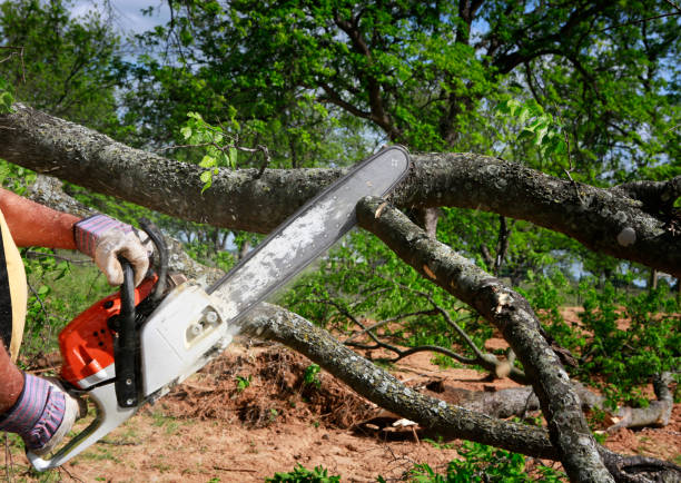 Best Tree Trimming and Pruning  in Langhorne, PA