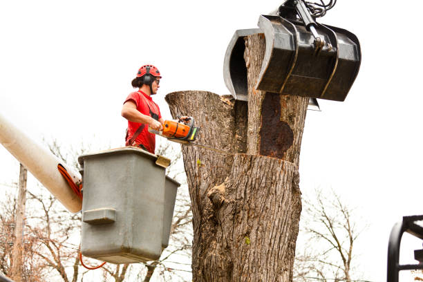 Best Fruit Tree Pruning  in Langhorne, PA